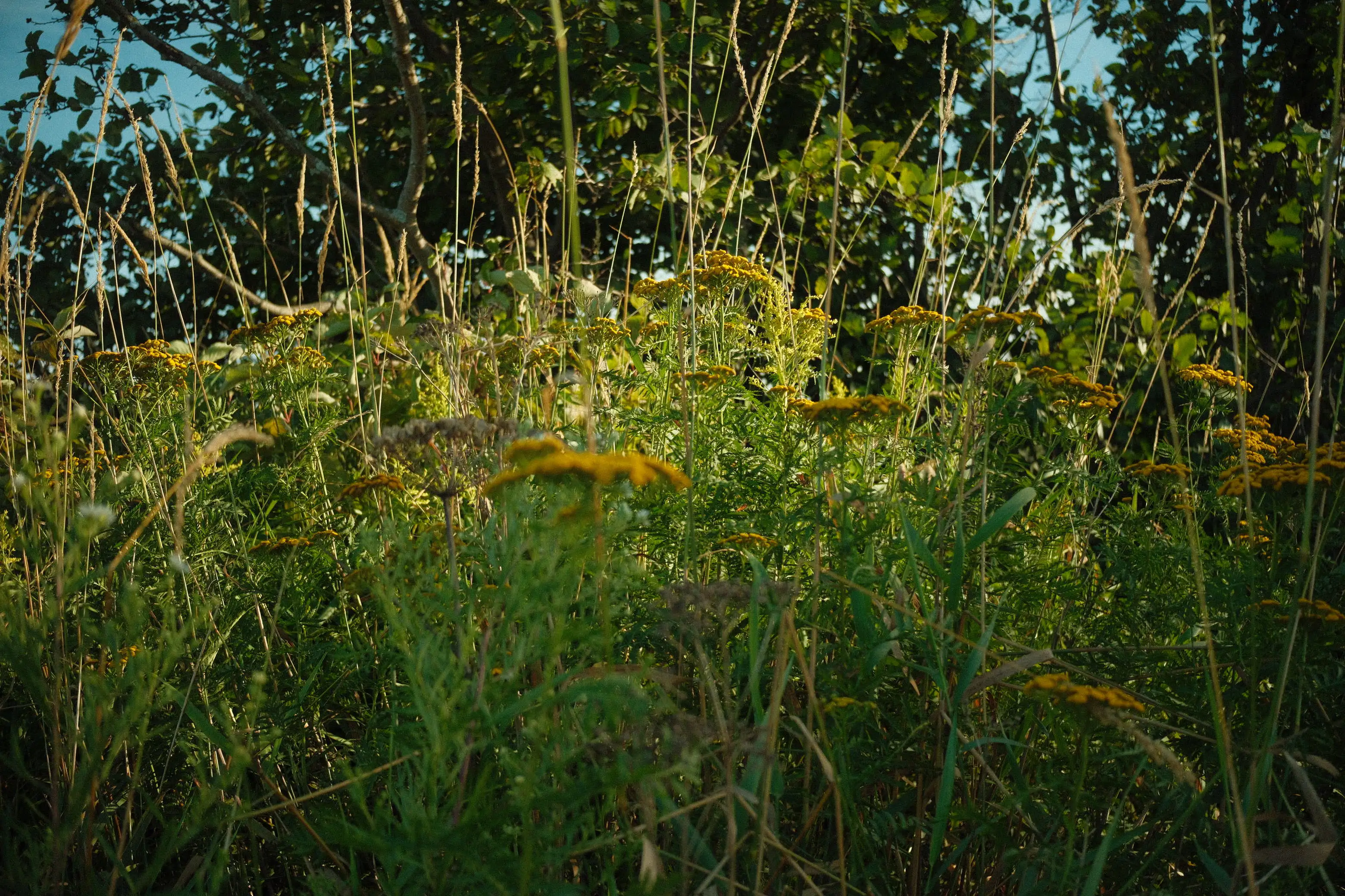 Copyright Lara Cox Photography 5